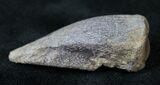 Thescelosaurus Ungual (Claw) - Montana #14849-2